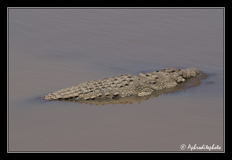 41 Safari Kenya